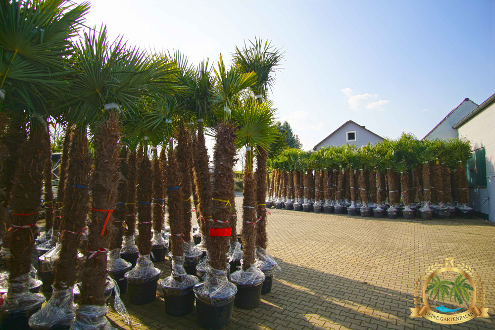 Unsere Palme für Wohlfühlmomente in Deinem Garten