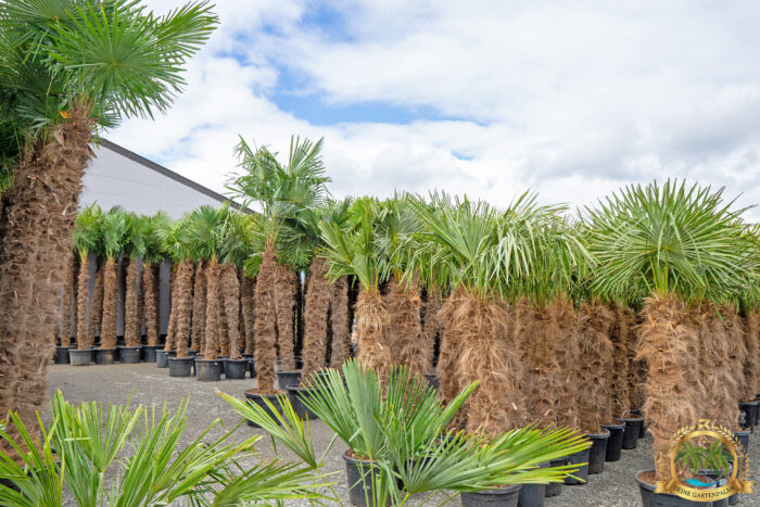 Trachycarpus Fortunei (Stammhöhe 190-200cm)